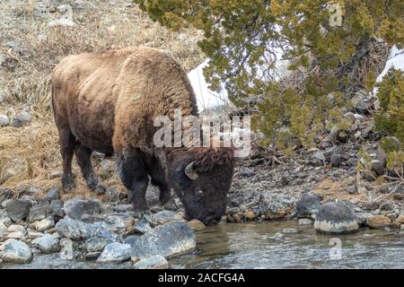 A bison gets a drink from a creek in Yellowstone National Park. Stock Photo