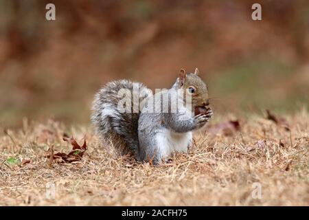 An Eastern gray squirrel Sciurus carolinensis eating an acorn in Fall Stock Photo