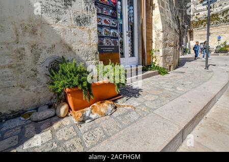 A stray orange and white cat eats dry food from the sidewalk pavement in front of a cafe in the ancient city of Matera, Italy. Stock Photo