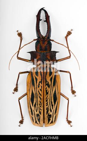 male-longhorn-beetle-