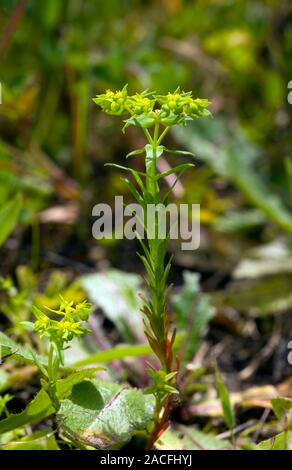 Dwarf spurge (Euphorbia exigua) in flower. Photographed in Andalucia, Spain. Stock Photo