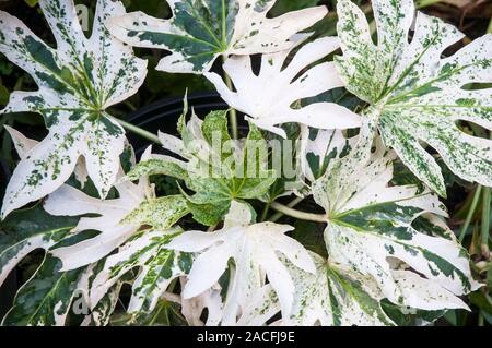 Fatsia japonica Spiders Web is a plant that has White and Green leaves  A bushy shrub that is evergreen and fully hardy Stock Photo