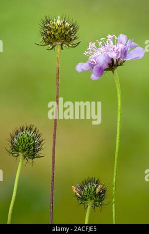 Small scabious (Scabiosa columbaria) in flower (upper right), with fruits. This plant, found on chalk downlands, is also known as dove's foot scabious Stock Photo