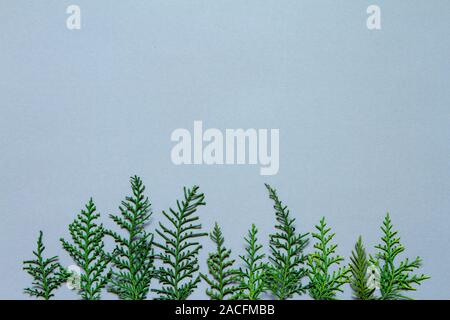 Treeline shape made of thuja branches. Minimal winter creative table flat lay Stock Photo