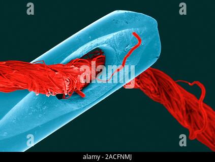Eye of a needle (blue) and thread (red), coloured scanning electron micrograph (SEM). Magnification: x65 when printed at 10 centimetres across. Stock Photo