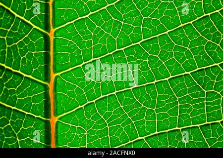 Poinsettia (Euphorbia pulcherrima) leaf. Close-up of a leaf from a poinsettia plant, showing its distinctive venation. Stock Photo