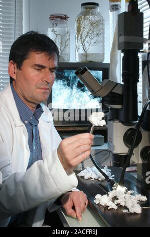 Marine bacteria in cancer research. Researcher Jean Guezennec using an endoscopic microscope to study polymers (white) produced by marine bacteria. He Stock Photo