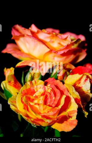 Rose (Rosa 'Tenacious') in flower. Stock Photo