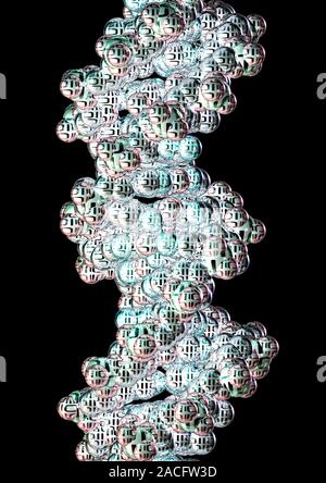 DNA molecule. Computer artwork representing the molecular structure of DNA (deoxyribonucleic acid), with binary code printed on the atoms. DNA is comp Stock Photo