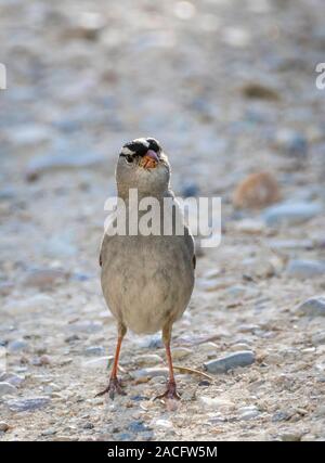 A white crowned sparrow looks perplexed on seeing a camera.  Photo taken in Wyoming's Wind River Range. Stock Photo