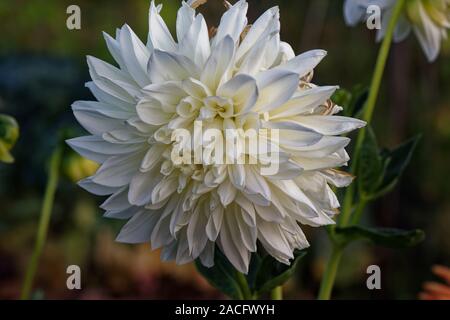 Single white Dahlia Stock Photo