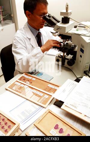 Examining tissue samples. Pathologist examining tissue samples under a microscope. Stock Photo