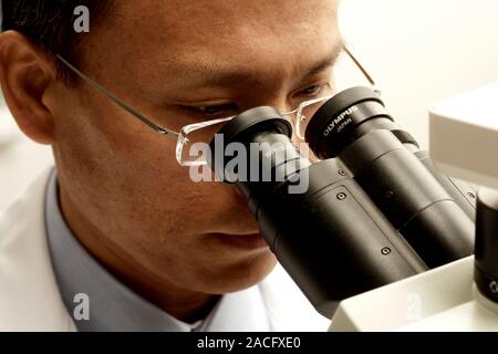 Examining tissue samples. Pathologist examining tissue samples under a microscope. Stock Photo