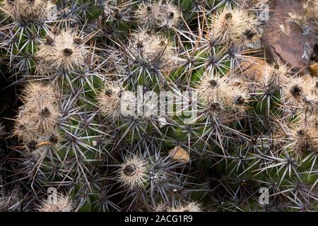 Spines of Devil's Club cactus (Gousonia invicta). Photographed in Baja California, Mexico. Stock Photo
