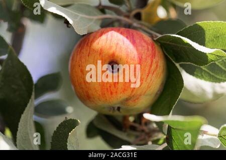 Boring trace of a codling moth (Cydia pomonella) in an apple on a branch with leaves. Stock Photo