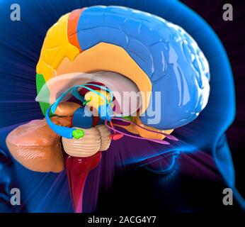 Human brain anatomy. Computer artwork of a person's head showing the brain with the right hemisphere removed. The following regions can be seen: front Stock Photo