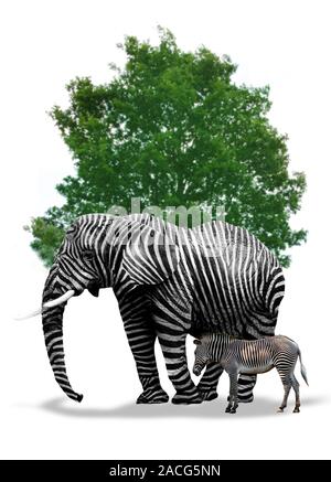 Genetic engineering, conceptual image. Computer artwork of a striped elephant and a zebra in front of a tree, representing the genetic manipulation of Stock Photo