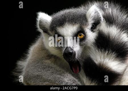 Portrait of a ring-tailed lemur, Indonesia Stock Photo