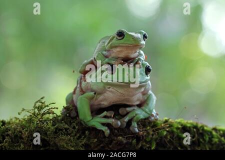 Two white's tree frogs sitting on moss, Indonesia Stock Photo