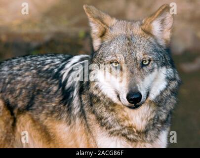 The endangered Mexican Gray Wolf (Canis lupus baileyi), possibly now extinct in the wild. This wolf is from a captive population in Arizona, USA. Stock Photo