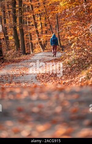 Woman hiking in an autumnal forest, Salzburg, Austria