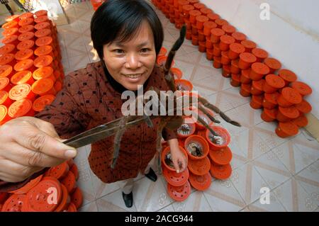 Chinese spider medicine. Spider breeder Huang Huiqiong holding a tarantula. This is one of the largest breeding centre for these spiders in China. Var Stock Photo