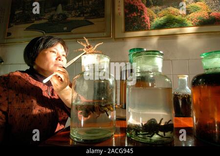 Chinese spider medicine. Spider breeder Huang Huiqiong holding a tarantula over jars being used to make spider wine. Various parts of the spiders will Stock Photo