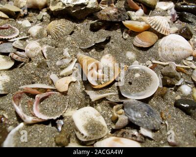 Seashells in sand. Assortment of shells from various marine animals lying in sand on a beach. Stock Photo