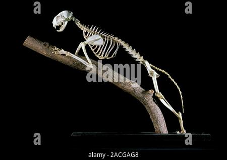 19th century cat skeleton. 19th century skeleton of a cat (Felis silvestris catus) on a branch. Photographed in the museum of the National Veterinary Stock Photo