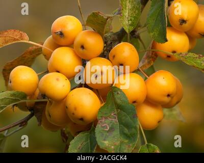 Crab Apple 'Golden Hornet' has distinctive small yellow apples. (Malus x zumi). Stock Photo