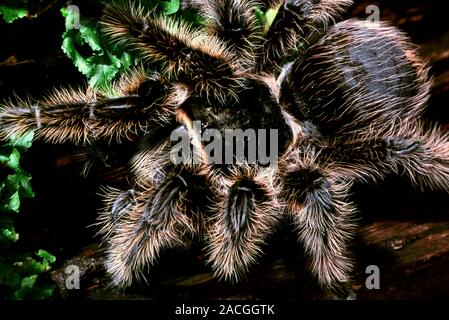 Curly-hair tarantula (Brachypelma albopilosum). Also known as the Honduran curlyhair, this is a terrestrial burrowing spider. Its name cames from the Stock Photo