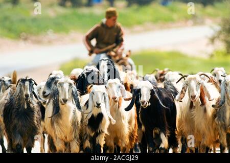 Herding goats. Local goatherd on a donkey herding goats. The domesticated goat (Capra aegagrus hircus) is a subspecies of the wild goat. Goats are rai Stock Photo