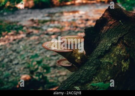 A Shot of a Mushroom Growing on a Log with a River in the Background Stock Photo