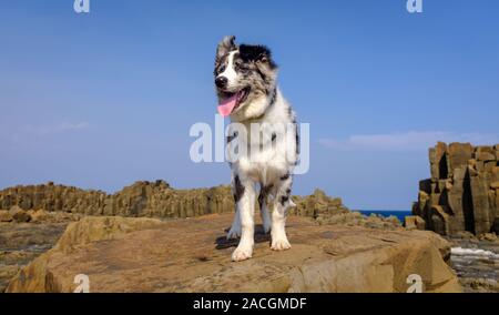 Border Collie Australian Shepherd crossbreed puppy exploring rocks, intelligent and faithful family, travelling and outdoor adventure companion dog. Stock Photo