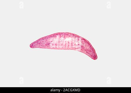 Cross section of a Planaria flatworm. LM X10 Stock Photo