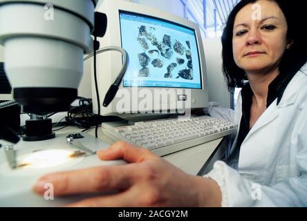 Coffee research. Researcher examining coffee grains under a microscope to determine its shape and structure (morphology). This morphology is directly Stock Photo