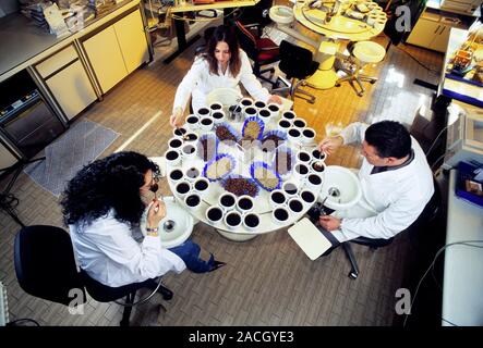 Coffee research. Researchers tasting different varieties of coffee in a special room to allow them to evaluate the aroma and feel. Photographed at the Stock Photo