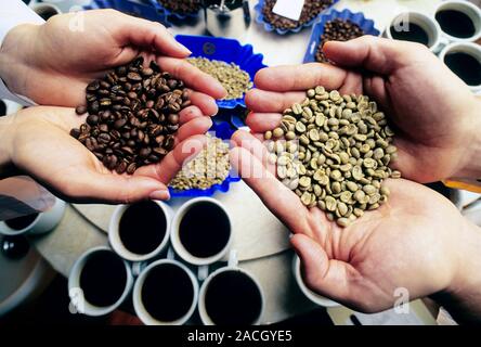 Coffee research. Researchers holding samples of different varieties of coffee beans. They are tasting coffee brewed from the different beans in order Stock Photo