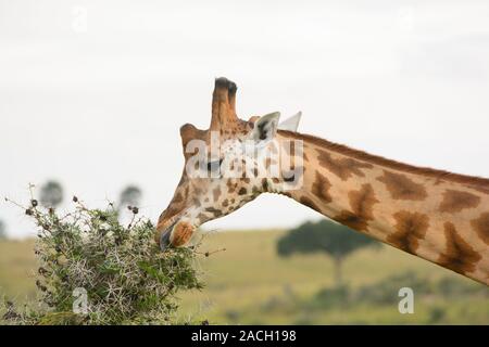 Rothchild's Giraffe eating from an Acacia Tree in Murchison Falls National Park in Uganda Stock Photo