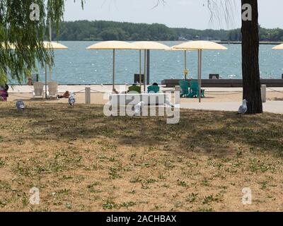 Seagulls walking around on grass and watching people relax on harbourfront beach. Stock Photo