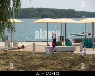 Ring-billed gulls walking on the grass in harbourfront, while photographer in blurry background is photographing a boat that’s passing by. Stock Photo