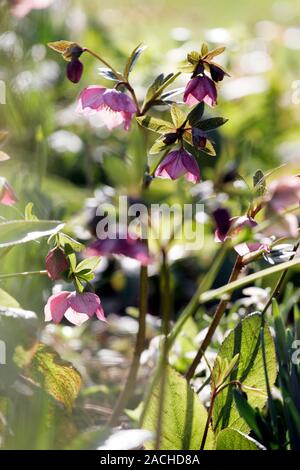 Hellebore (Helleborus) flowers. Stock Photo