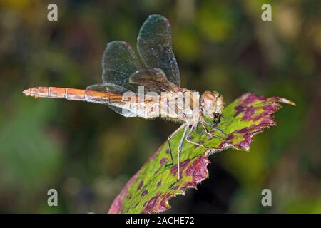 Common darter (Sympetrum striolatum) dragonfly eating an insect. Photographed in Surrey, UK, in August. Stock Photo