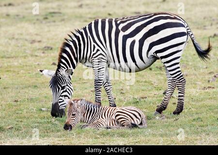 Plains zebras. Female plains zebra (Equus quagga) grazing with her calf. The plains zebra, formerly known as Burchell's zebra (Equus burchelli), lives Stock Photo