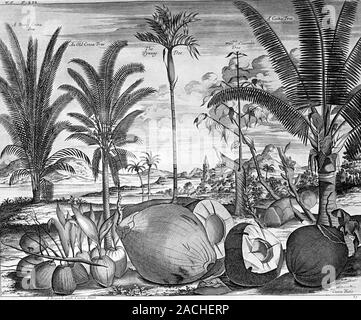 Tropical crops, 17th century artwork. These crops are from the Malabar Coast of south-western India. The crops are shown in the foreground, with the t Stock Photo