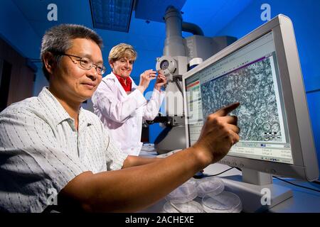 Citrus greening disease research. Scientists using a transmission electron micrograph to look for the bacteria (Candidatus sp.) that cause citrus gree Stock Photo