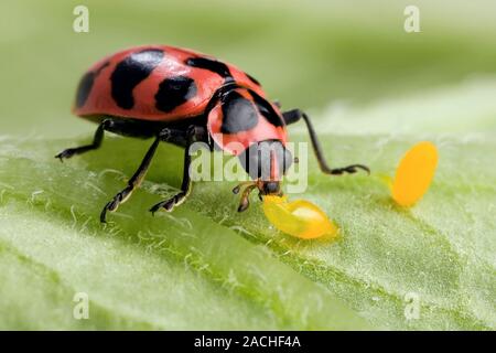 Pink spotted ladybird (Coleomegilla maculata) feeding on Colorado potato beetle (Leptinotarsa decimlineata) eggs. This ladybird is used as a biologica Stock Photo