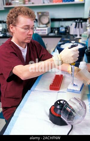 Swine flu vaccine research. Technician preparing purified plasmids (DNA molecules) containing individual swine flu (influenza A H1n1) virus gene segme Stock Photo