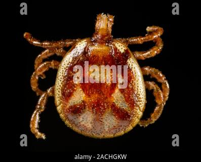 Monitor lizard tick (Amblyomma exornatum, formerly Aponomma exornatum). This tick is native to Africa, where, as the name suggests, it is mainly a par Stock Photo