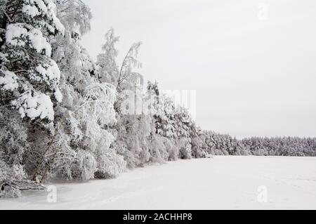 Frozen trees and lake after a heavy snowfall. The tress at left are part of Abernethy Forest, and the ice at right is part of the frozen freshwater Lo Stock Photo
